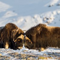 Dovrefjell