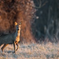 Marzo 2019 - Domenica mattina