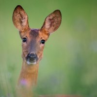 Luglio 2019 - In appennino