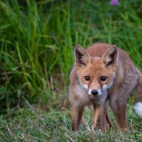 Agosto 2019 - Volpe d'Appennino