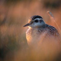 Agosto 2020 - Tortolini in Appennino